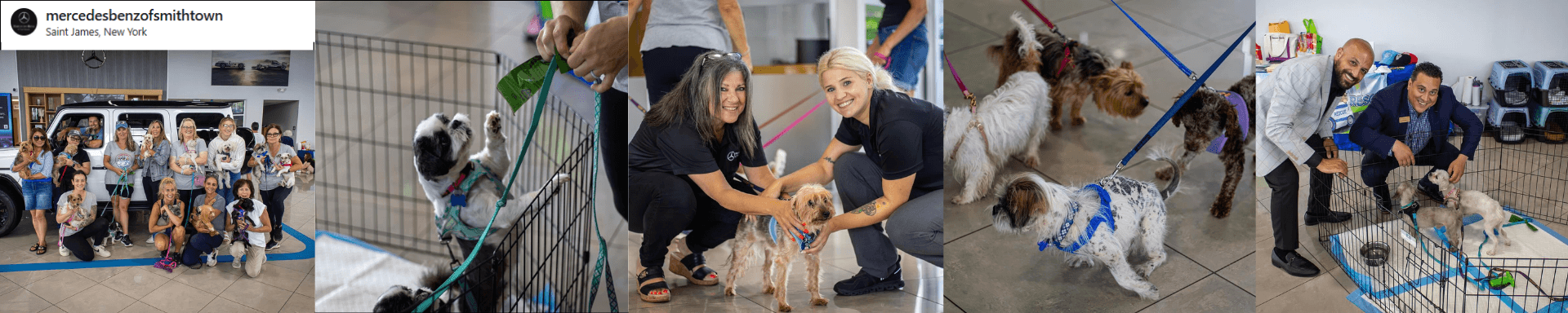 Yorkie 911 Adoption Event