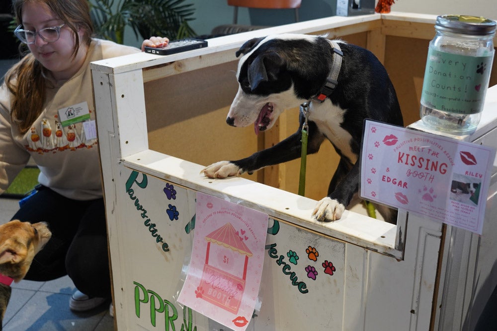 A black and white dog in a 'Pawsitive Possibilities Rescue' kissing booth with a donation jar and volunteer.