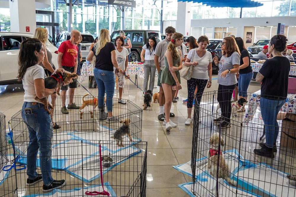 People and dogs mingle inside a spacious car showroom with playpens set up for dogs.