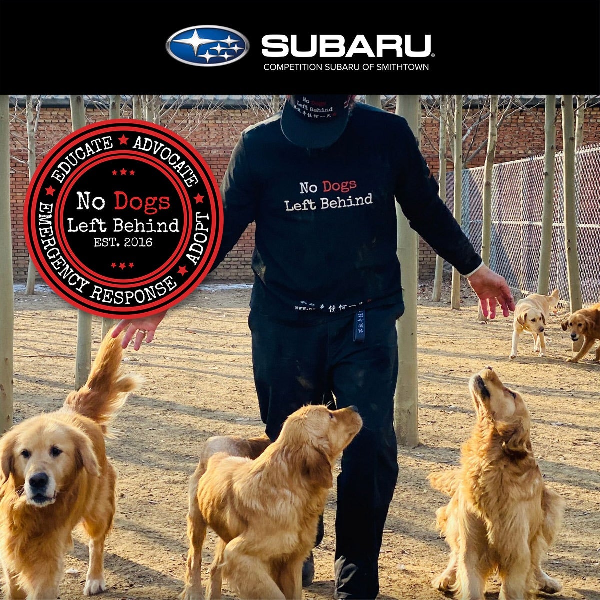 A man in a 'No Dogs Left Behind' shirt and hat stands among several Golden Retrievers and Labrador Retrievers in a fenced dog park.