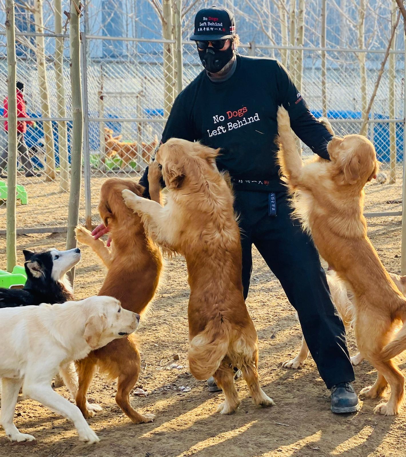A person in a 'No Dogs Left Behind' shirt and cap is surrounded by six dogs jumping up for attention.